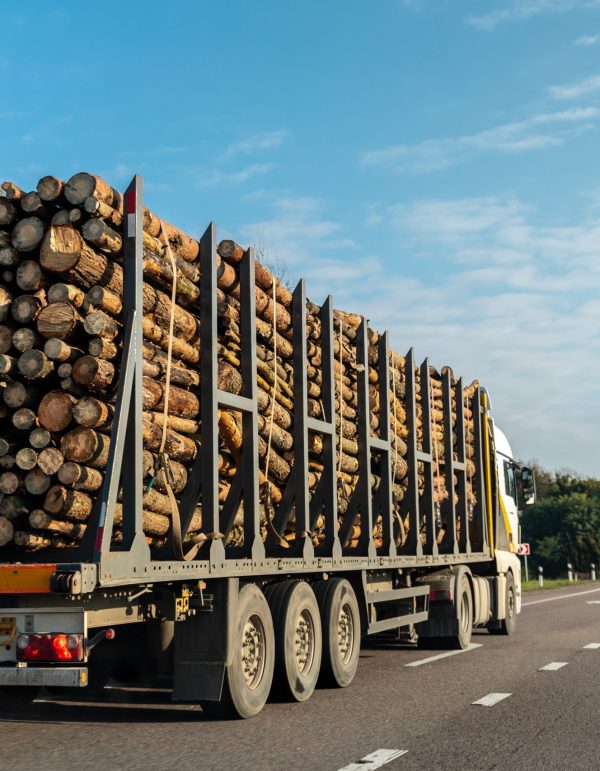 Long heavy industrial wood carrier cargo vessel truck trailer with big timber pine, spruce, cedar driving on highway road with blue sky background. Timber export and shipping concept.